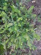 Sivun Lepidium bipinnatifidum Desv. kuva