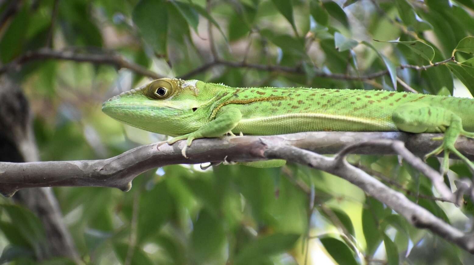 Слика од Anolis noblei Barbour & Shreve 1935