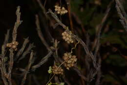 Image of Cuscuta chinensis Lam.