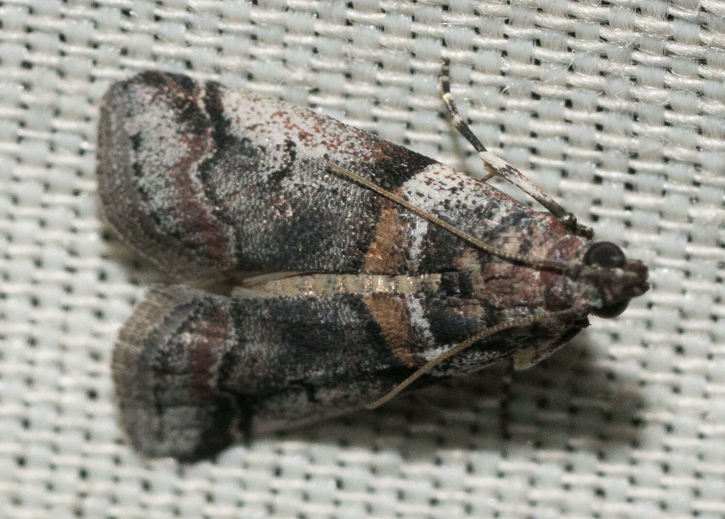 Imagem de Acrobasis tricolorella Grote 1878