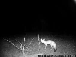 Image of African Sand Fox