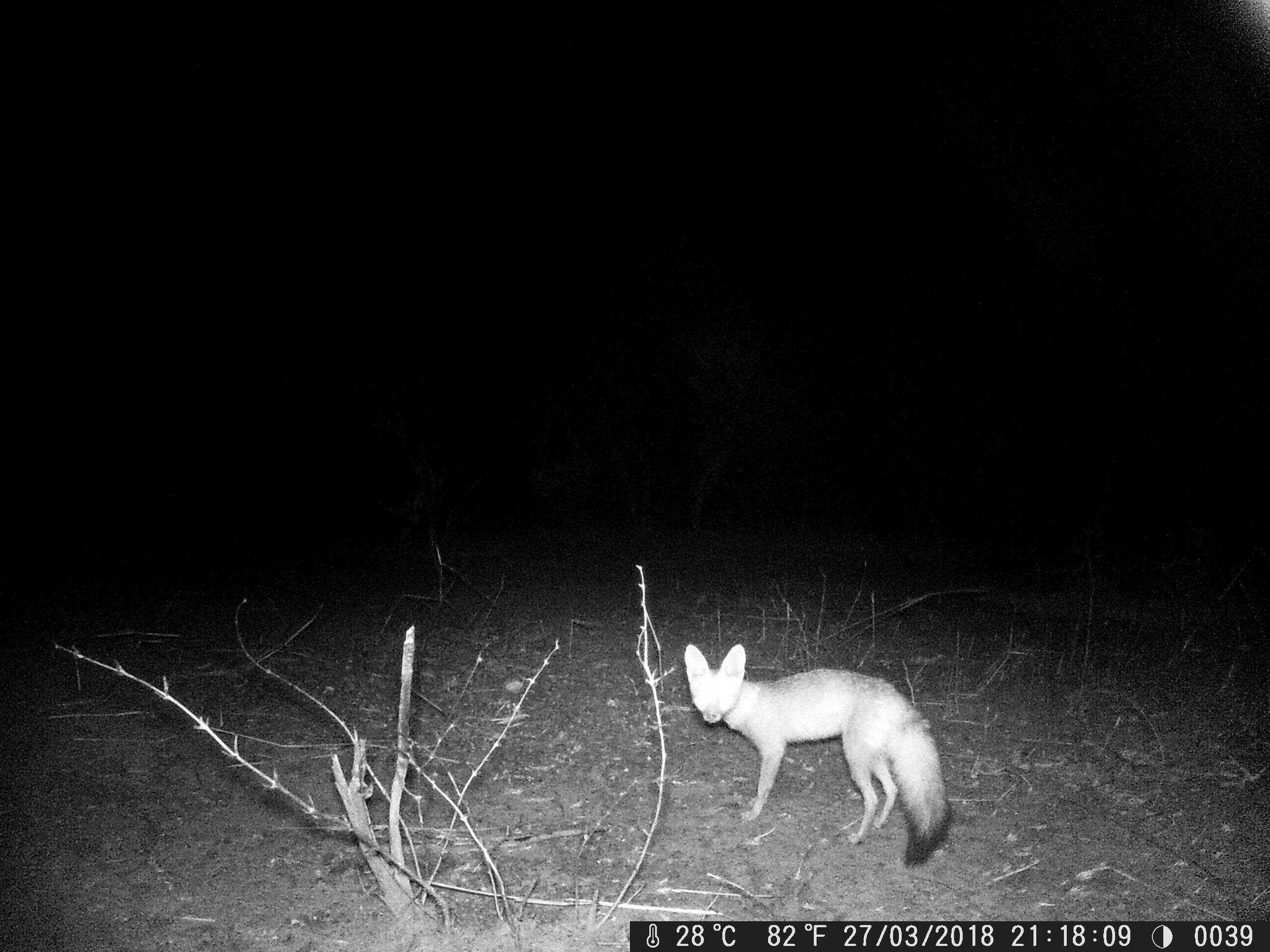 Image of African Sand Fox