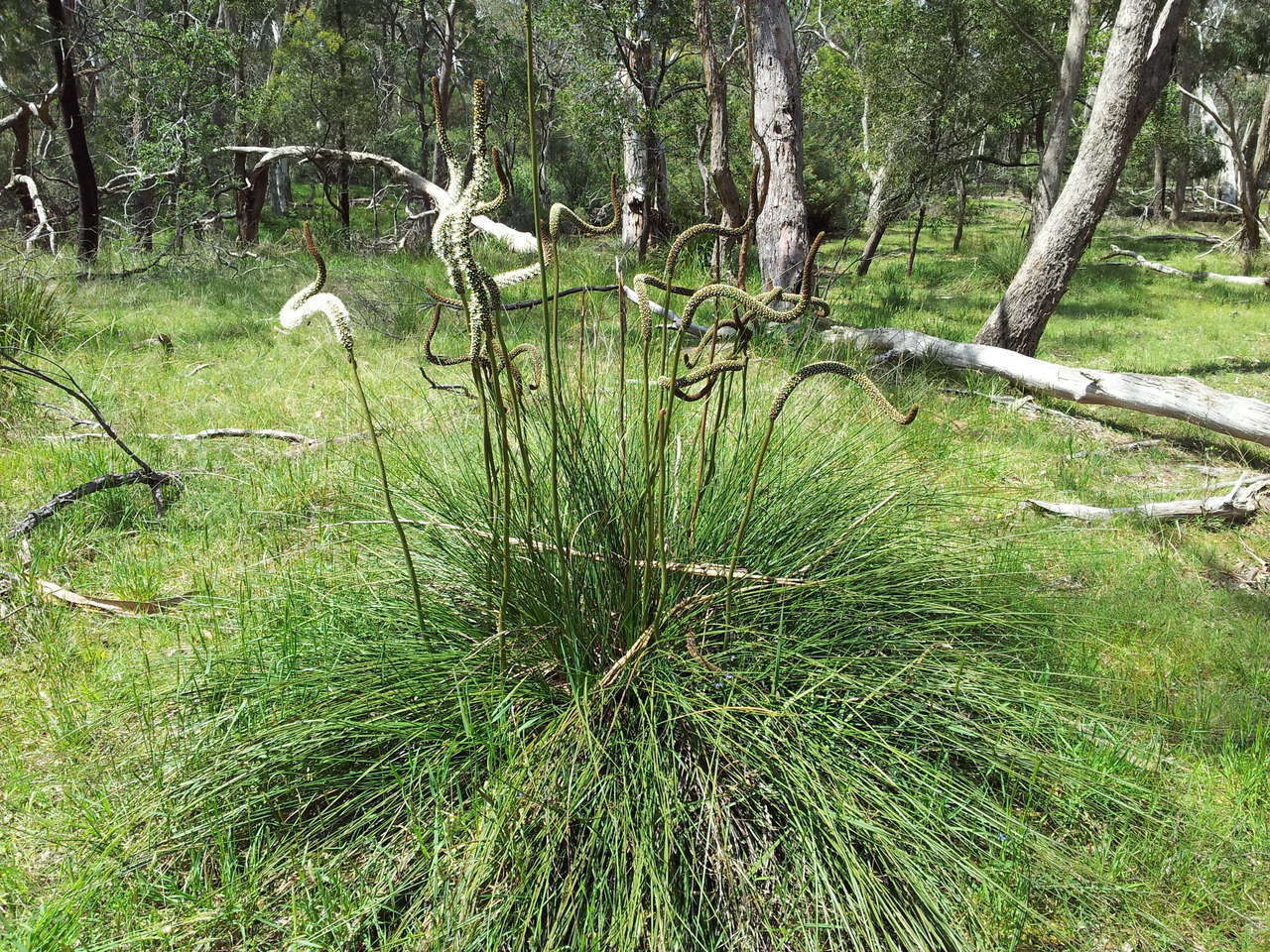 Image of Xanthorrhoea minor subsp. lutea D. J. Bedford