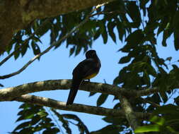 Image of Gartered Trogon