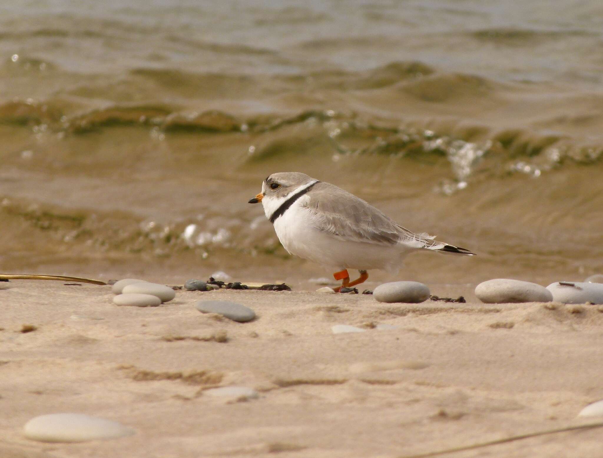 Image of Piping Plover