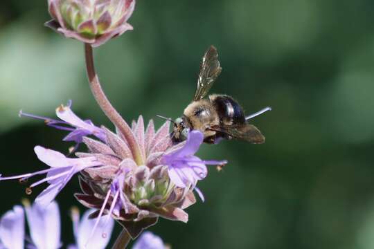 Image of Xylocopa tabaniformis orpifex Smith 1874