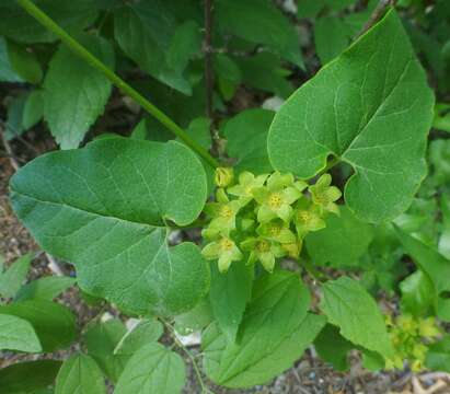 Image of plateau milkvine