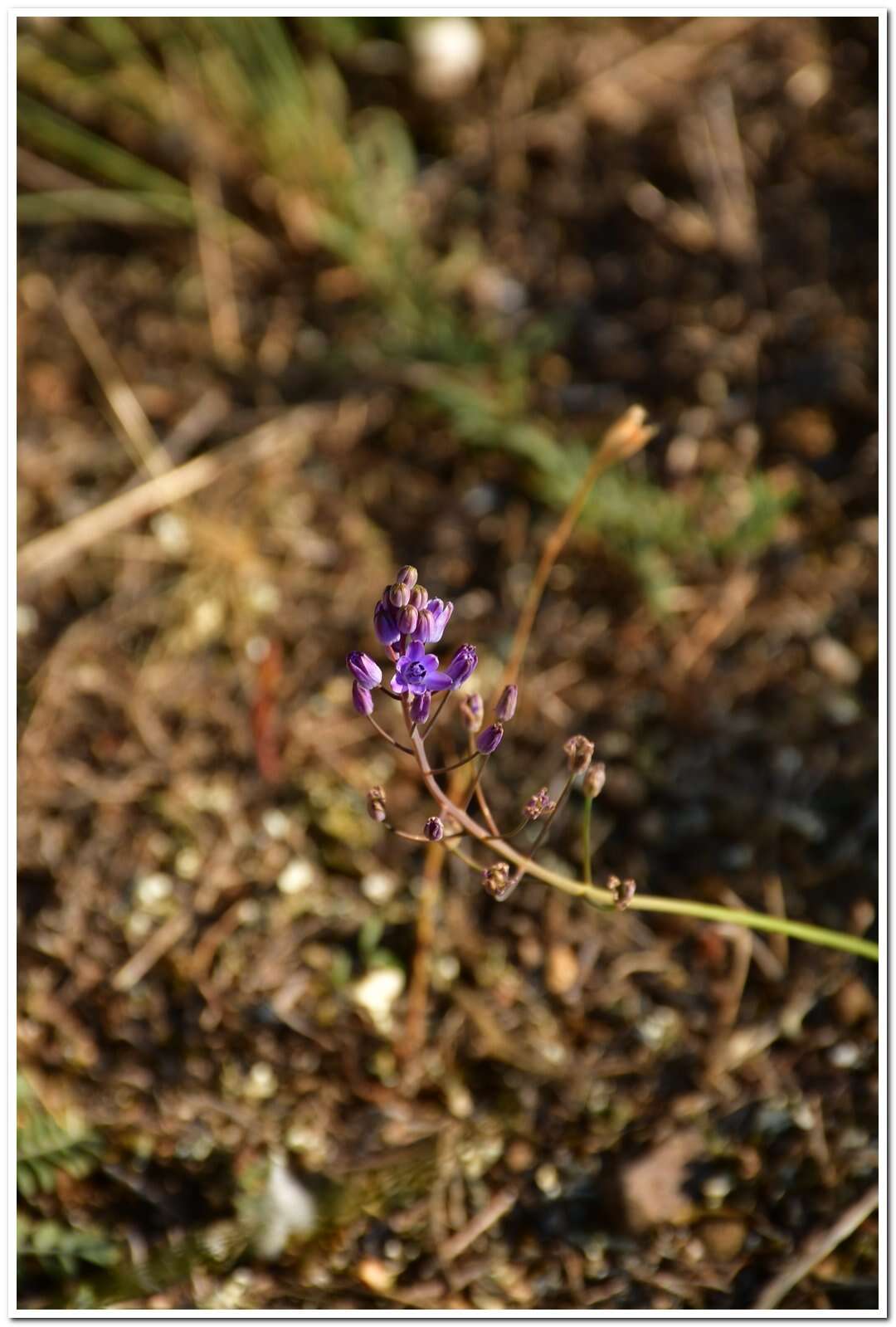 Image of autumn squill