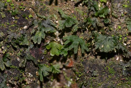 Image de Crepidomanes rupicola (Racib.) Copel.