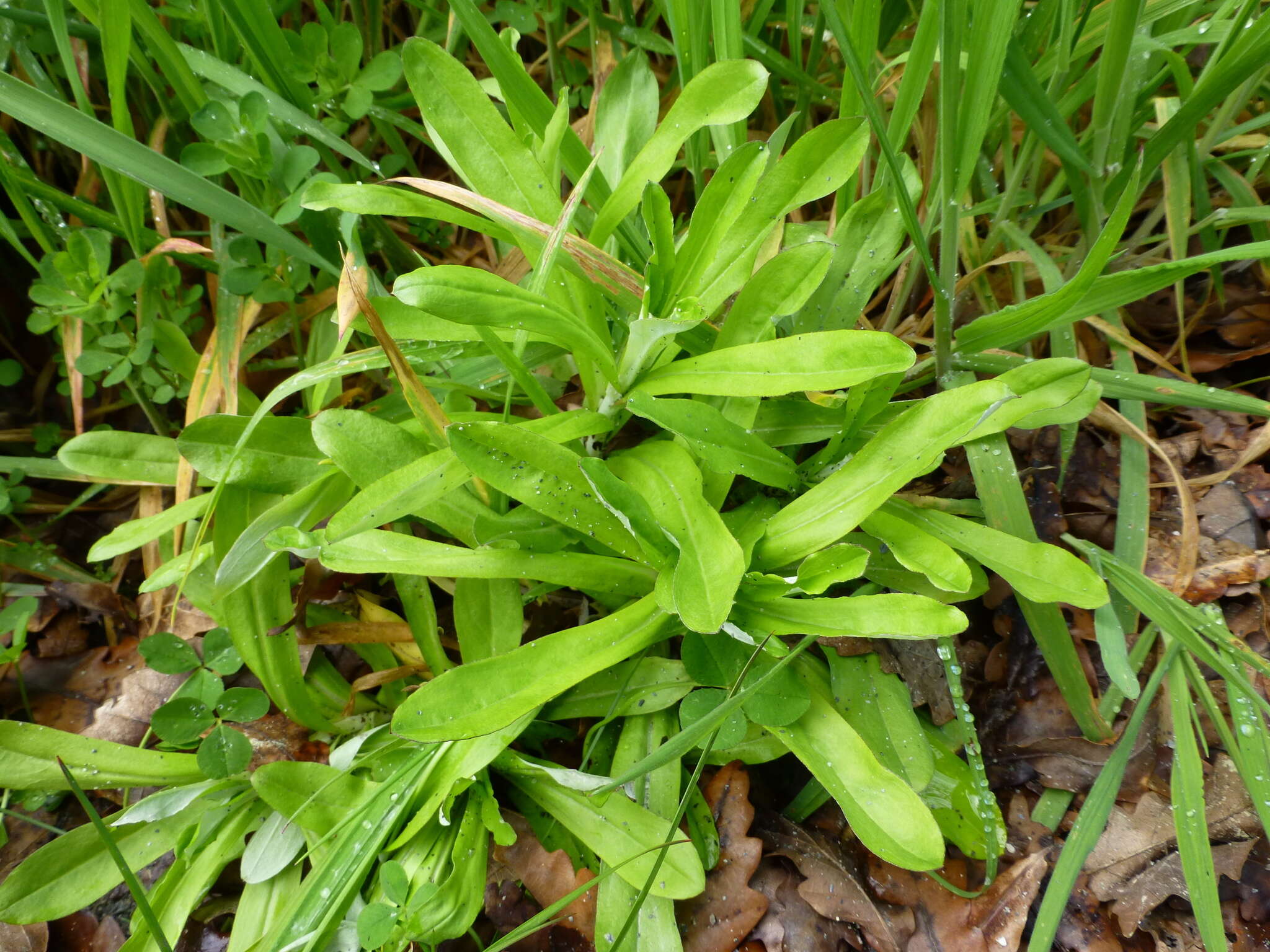 Imagem de Gamochaeta purpurea (L.) Cabrera