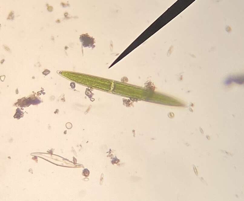 Image of Closterium acerosum