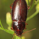 صورة Notiobia (Anisotarsus) nitidipennis (Le Conte 1847)