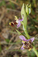 Image of Ophrys fuciflora subsp. candica E. Nelson ex Soó