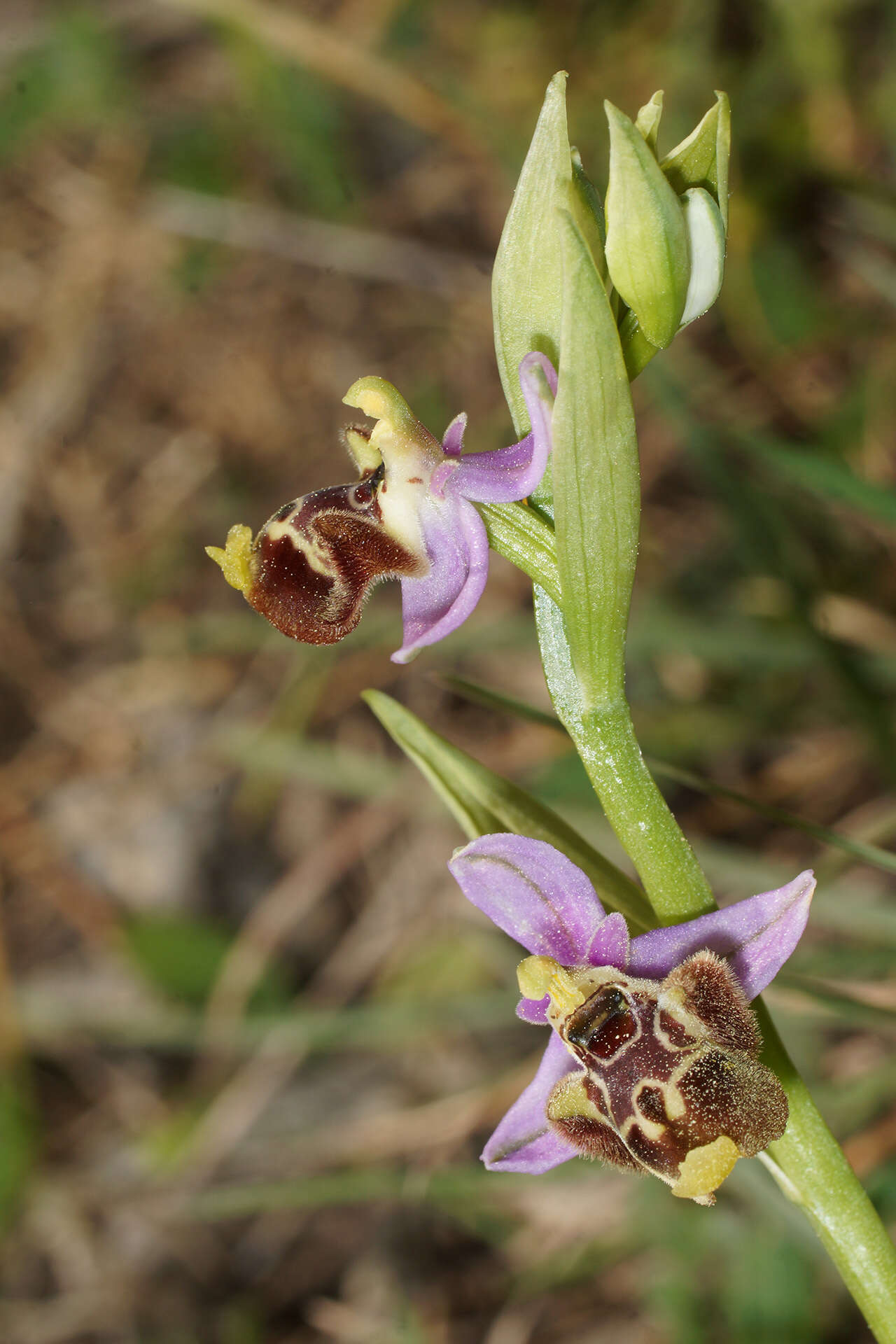 Image of Ophrys fuciflora subsp. candica E. Nelson ex Soó