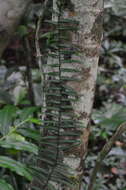 Image of Pothoidium lobbianum Schott