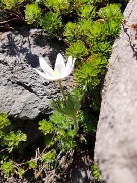 Anemone drummondii S. Wats. resmi