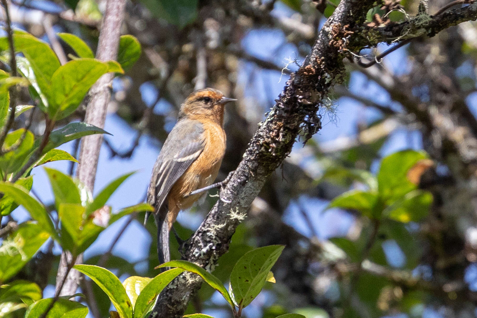 Image of Rufous-browed Conebill