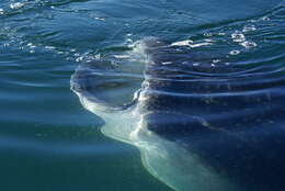 Image of whale sharks