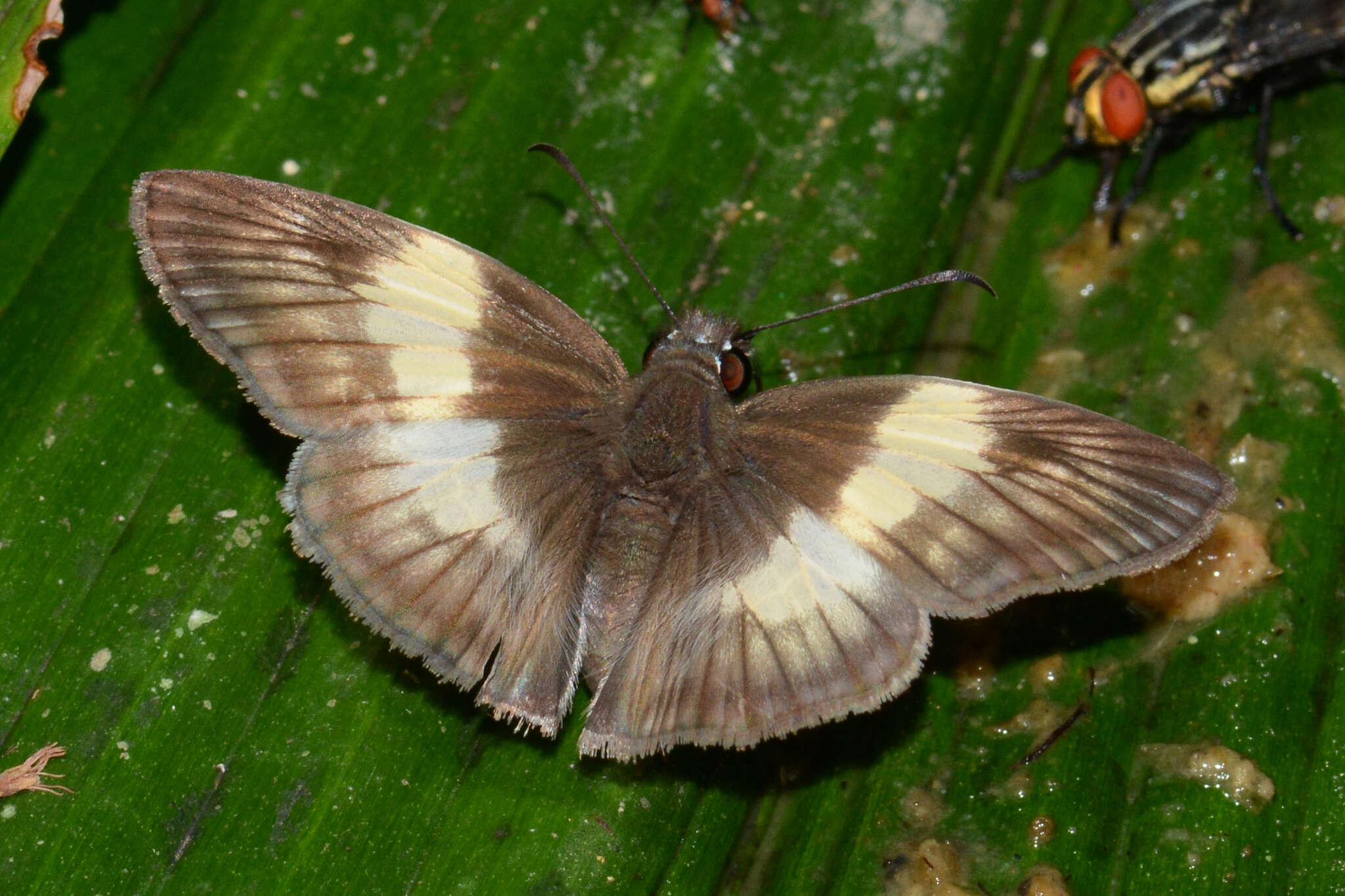 Image of Effusa Skipper