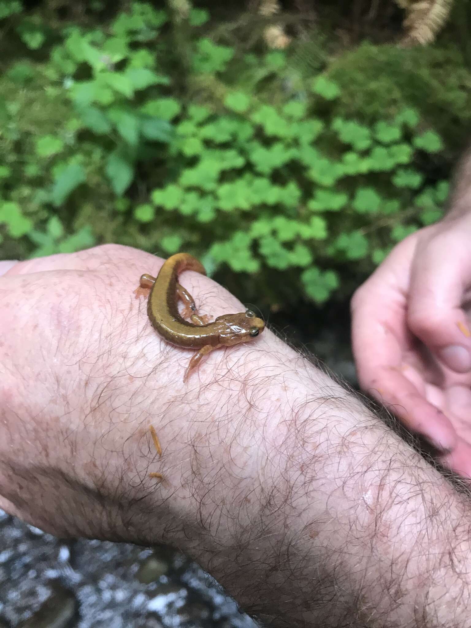 Image of Van Dyke's Salamander