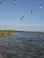 Image of Grey-headed Gull