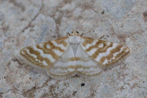 Image of Idaea sericeata