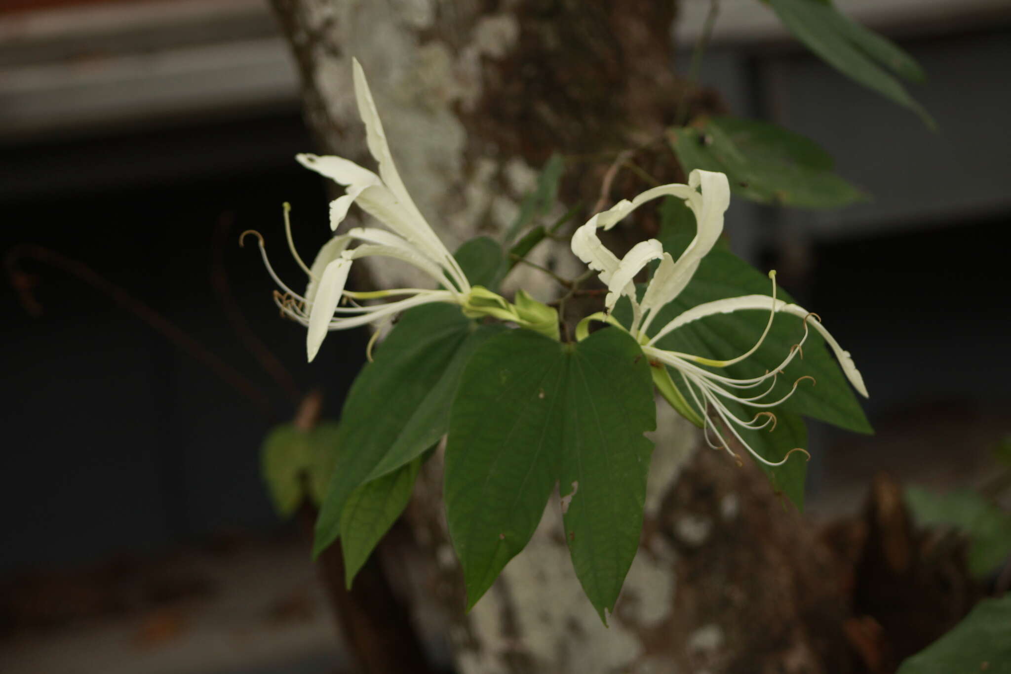 Image of Bauhinia tarapotensis Benth.