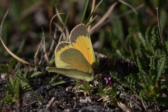 Image of Hecla Sulphur