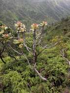 Image of Molokai colicwood