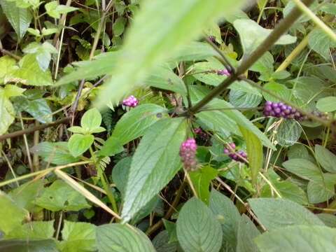 Image of threeleaf shrubverbena