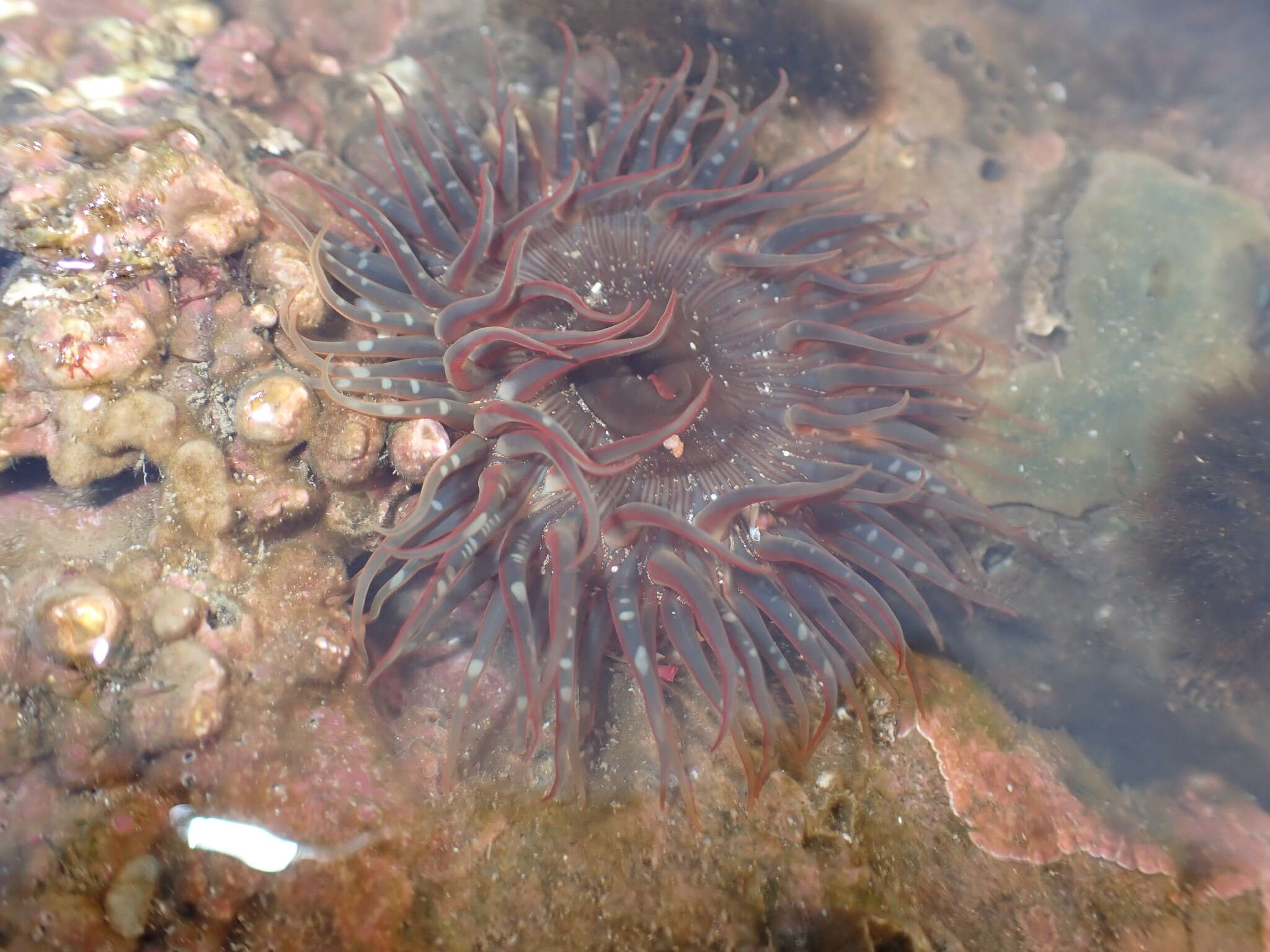 Image of Anthopleura anjunae Den Hartog & Vennam 1993