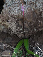 Image de Scilla haemorrhoidalis Webb & Berthel.