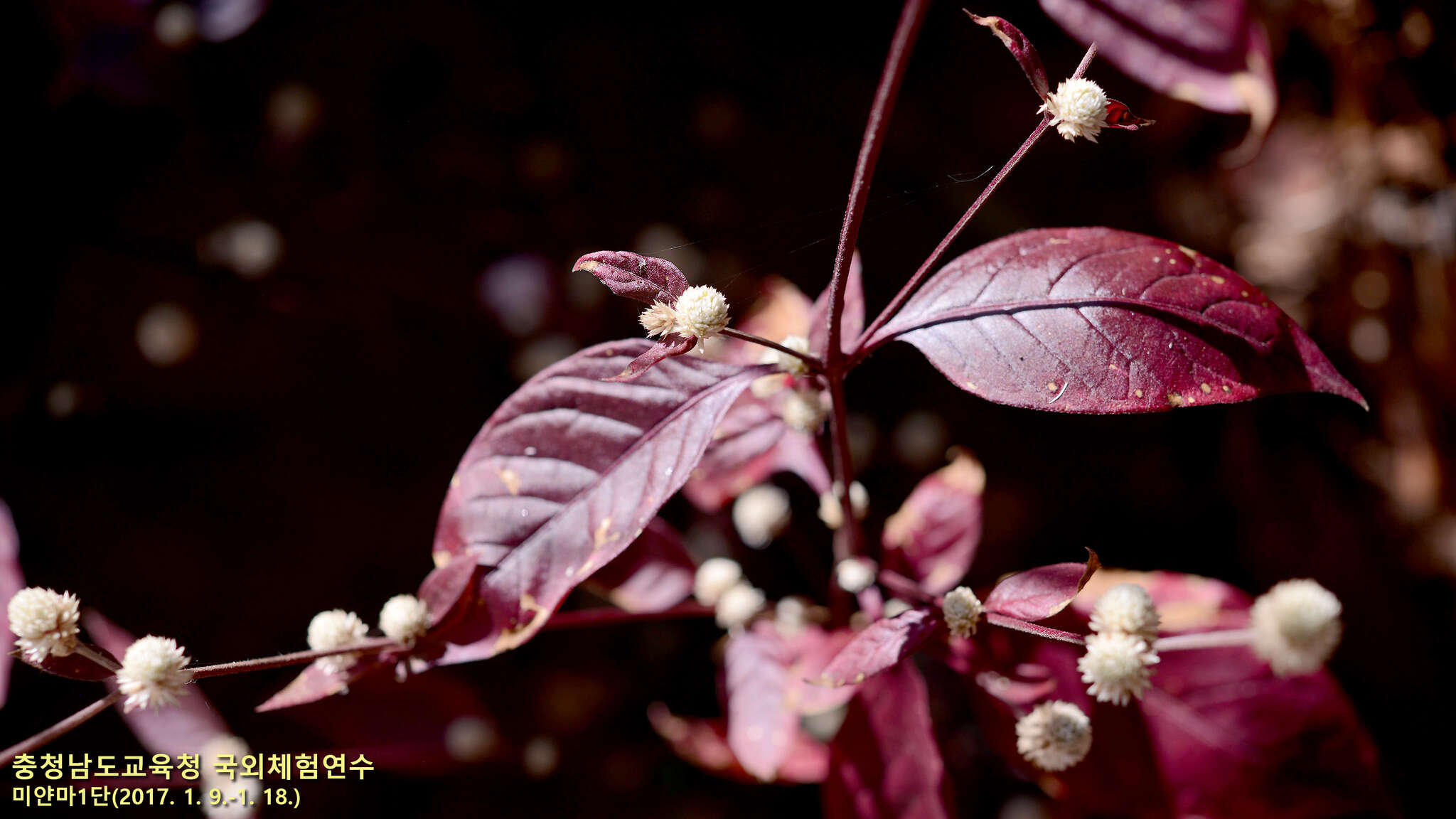 Image of Brazilian joyweed