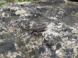 Image of Rose-bellied Lizard