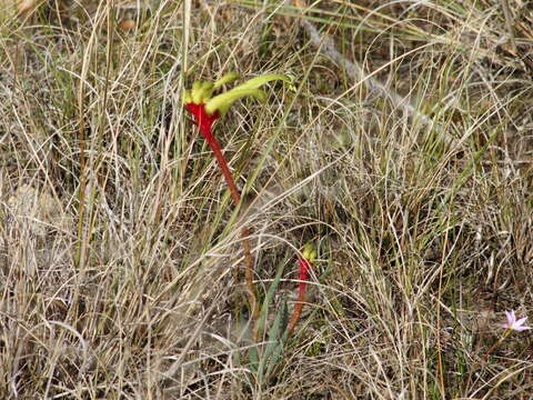 Image of Anigozanthos bicolor subsp. decrescens Hopper