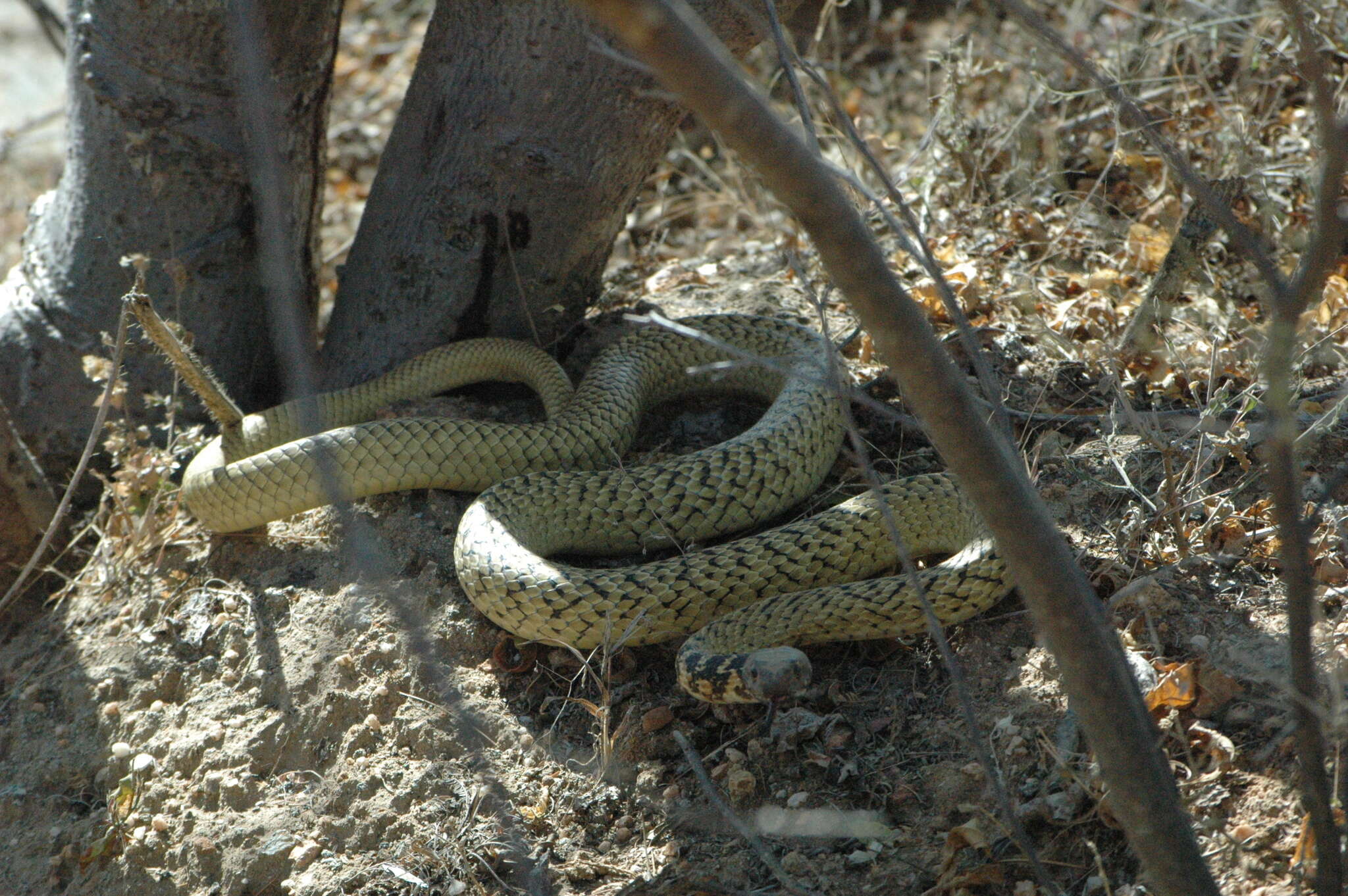 Image of Coluber fuliginosus (Cope 1895)