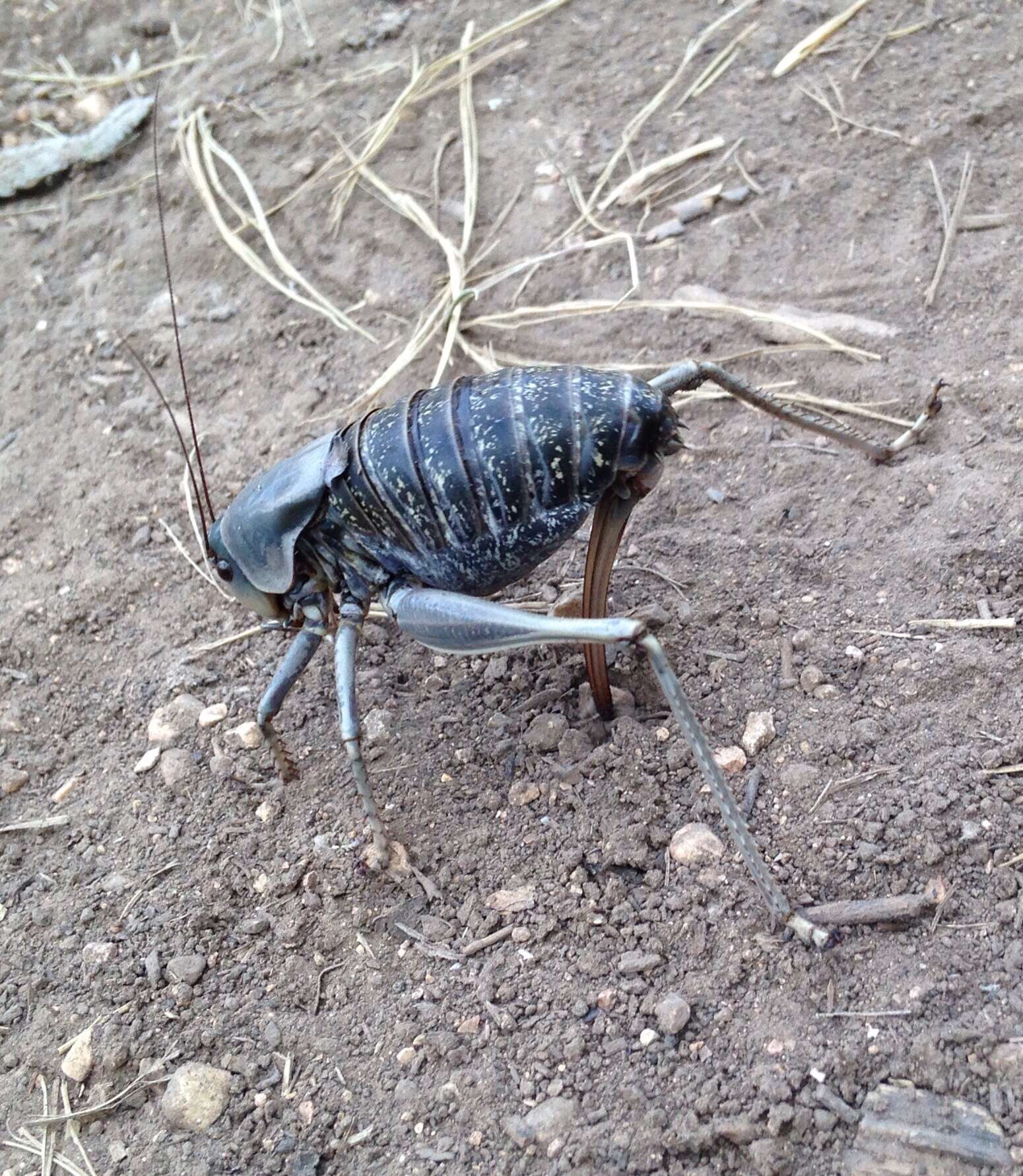 Image of mormon cricket