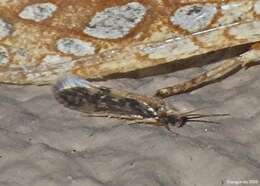 Image of Salt and Pepper Microcaddis