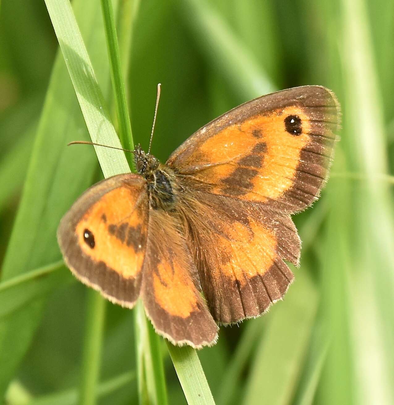 Image of hedge brown