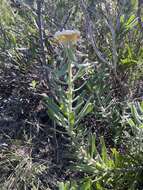 Image of Isopogon sphaerocephalus subsp. lesueurensis Rye