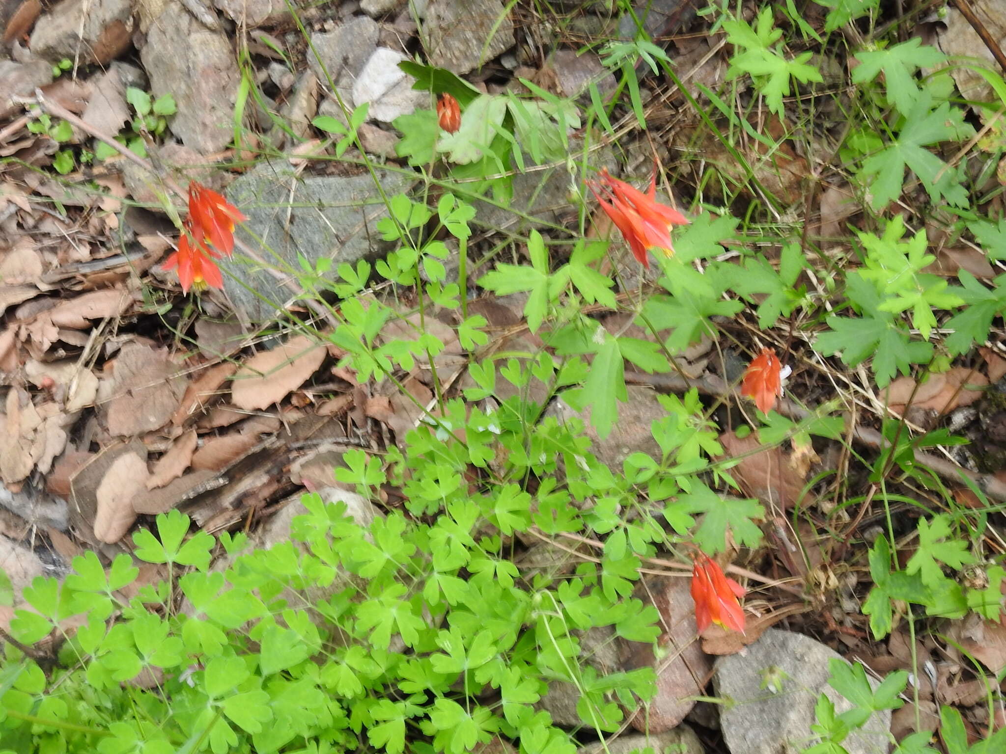 Image of desert columbine