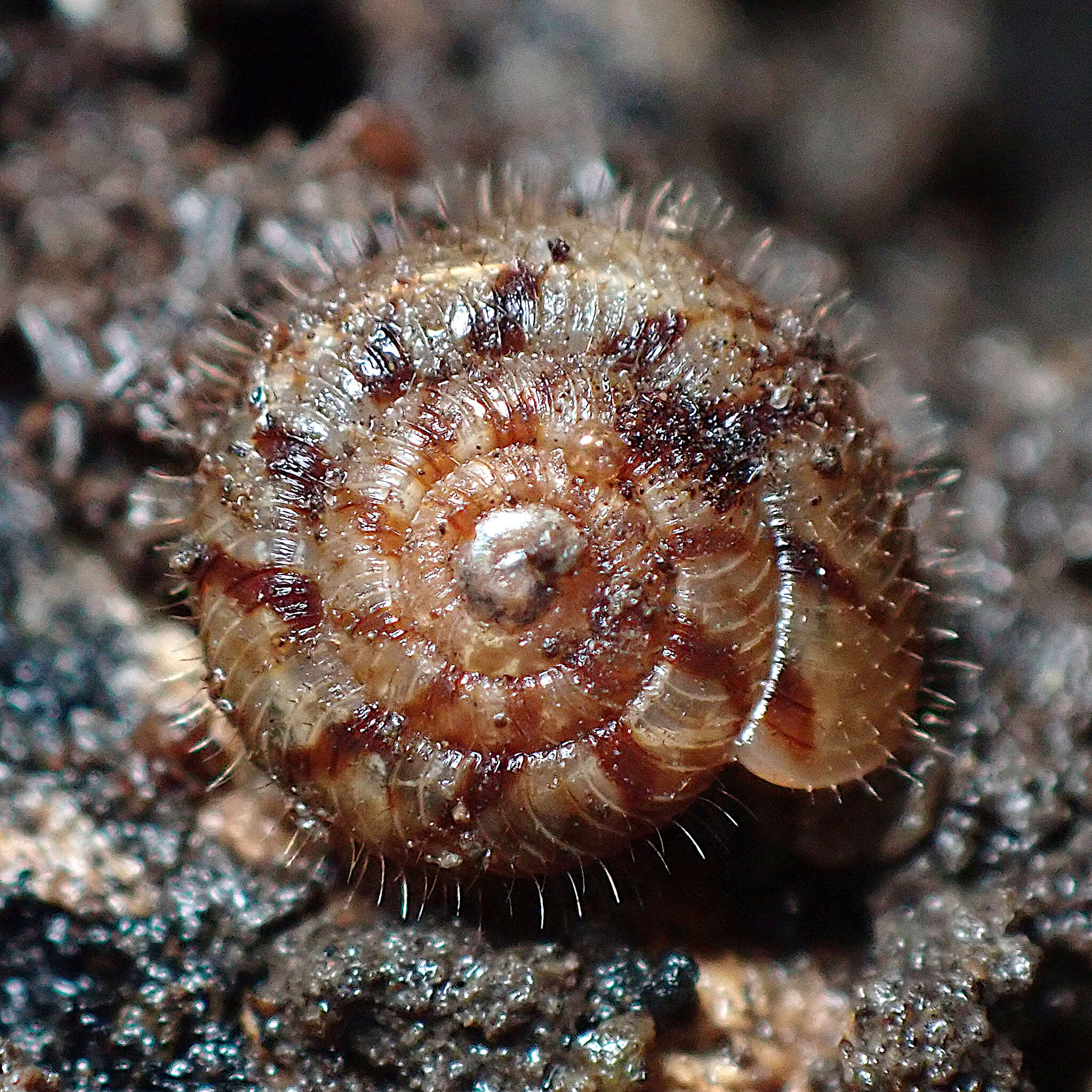 Image of Neophenacohelix ziczac