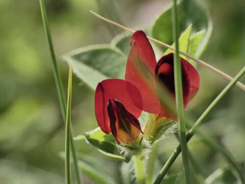 Image of Winged Pea