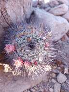 Image de Mammillaria johnstonii Orcutt