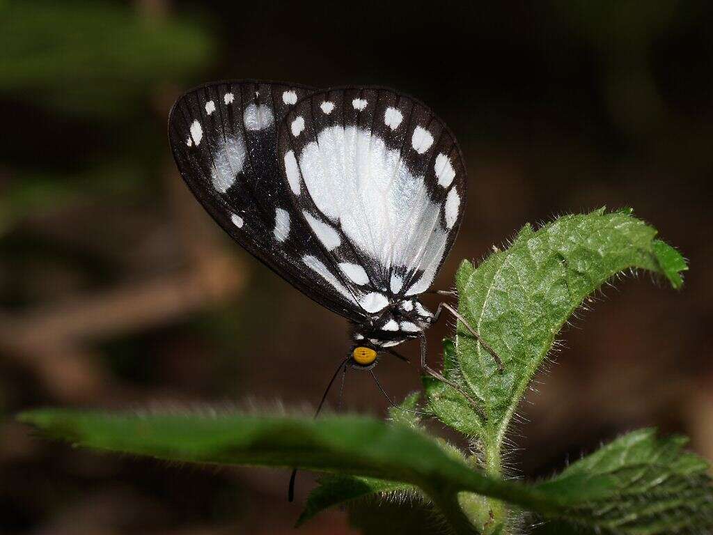 Imagem de Neptis praslini Boisduval 1832