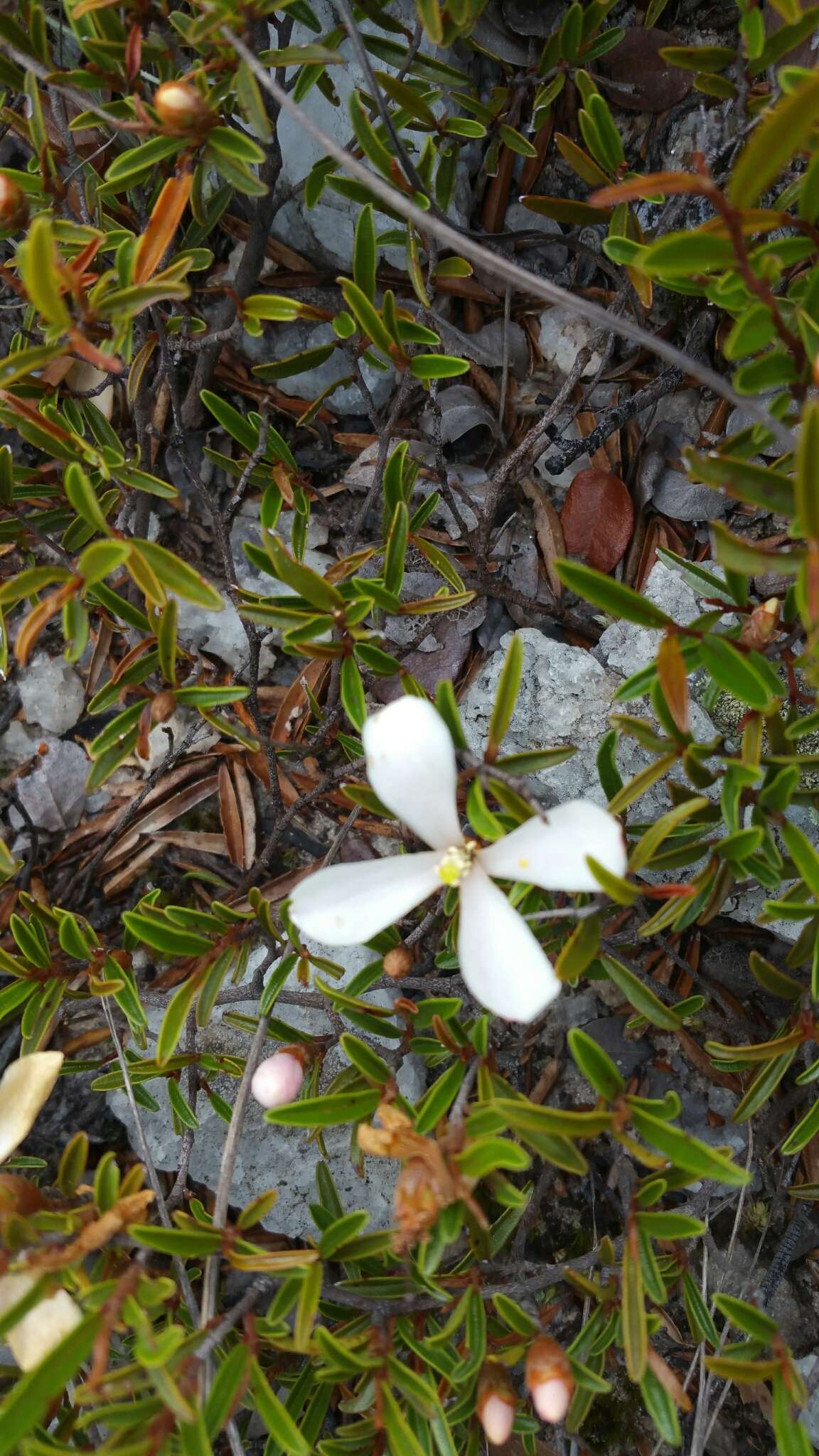 Image of Xerochlamys itremoensis Hong-Wa