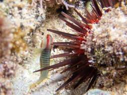 صورة Tigrigobius harveyi Victor 2014