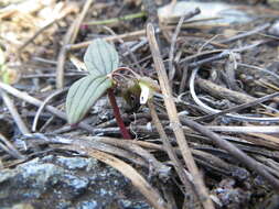 <i>Claytonia obovata</i> resmi