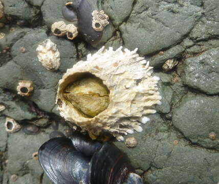 Image of thatched barnacle