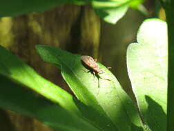 Image of Strobilotoma typhaecornis (Fabricius 1803)